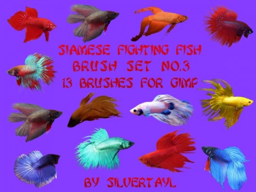 13 Siamese Fighting Fish Brushes