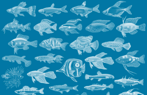 42 Fish Brushes for Download