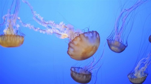 The Jellyfish Mac Wallpaper